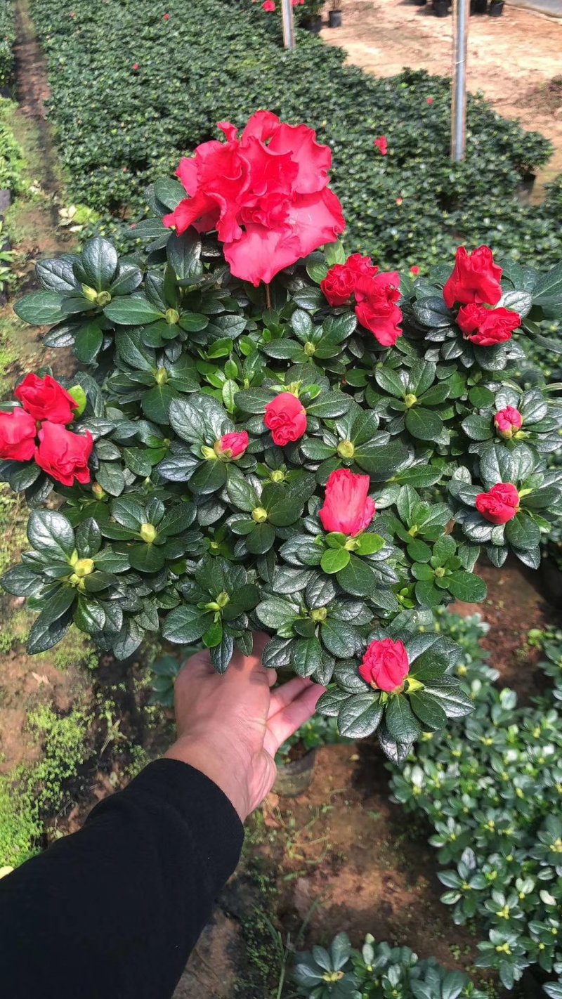 产地直销批发玫红杜鹃花小盆栽