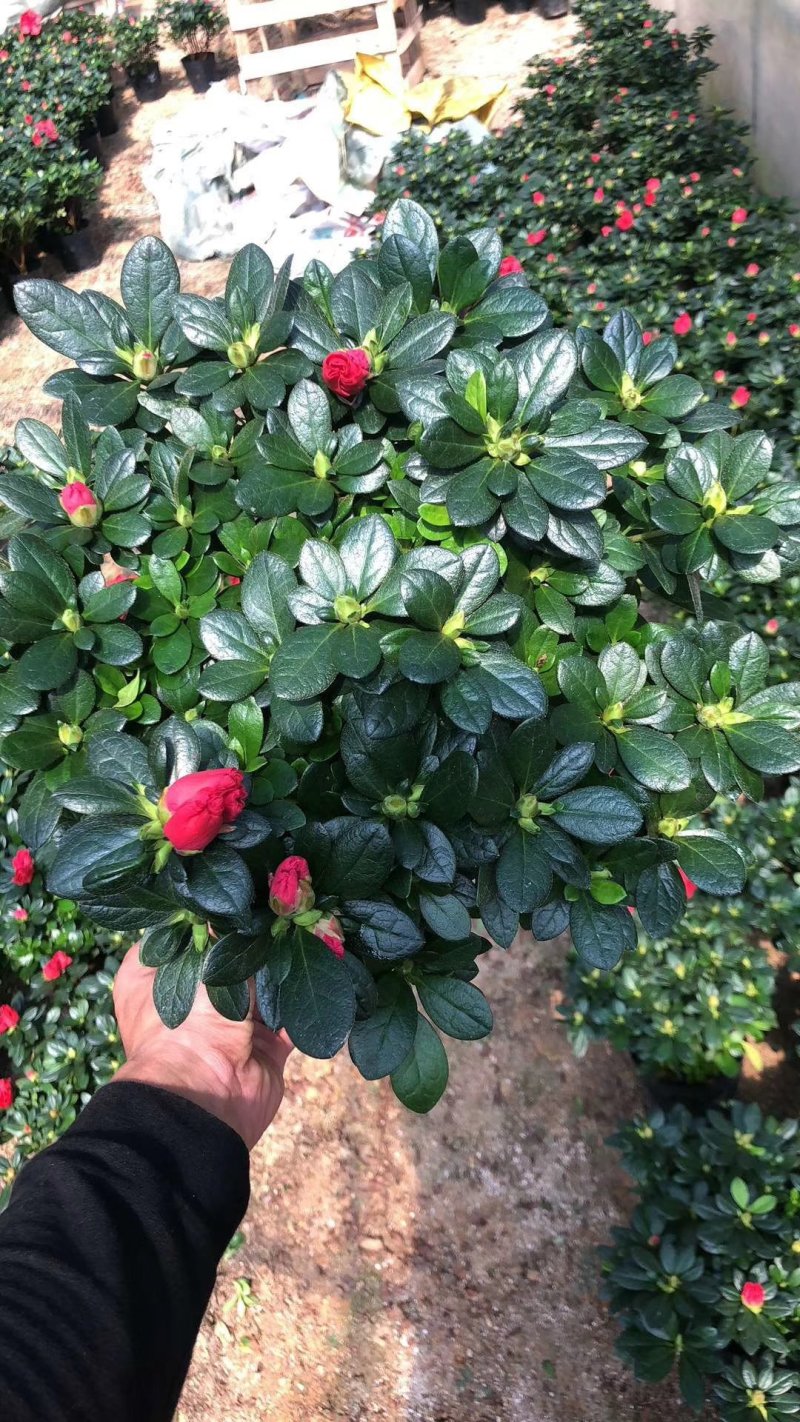 产地直销批发玫红杜鹃花小盆栽