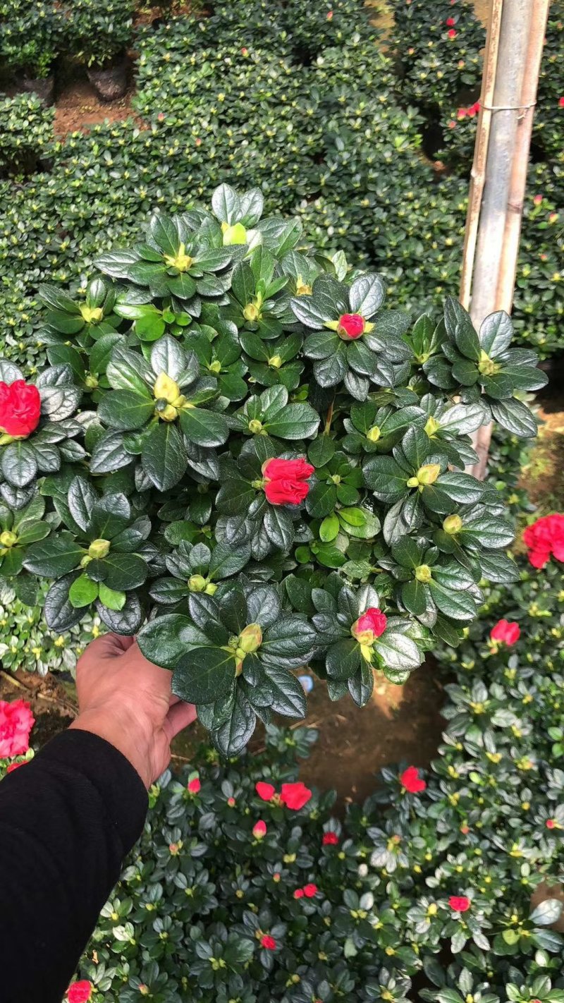 产地直销批发玫红杜鹃花小盆栽