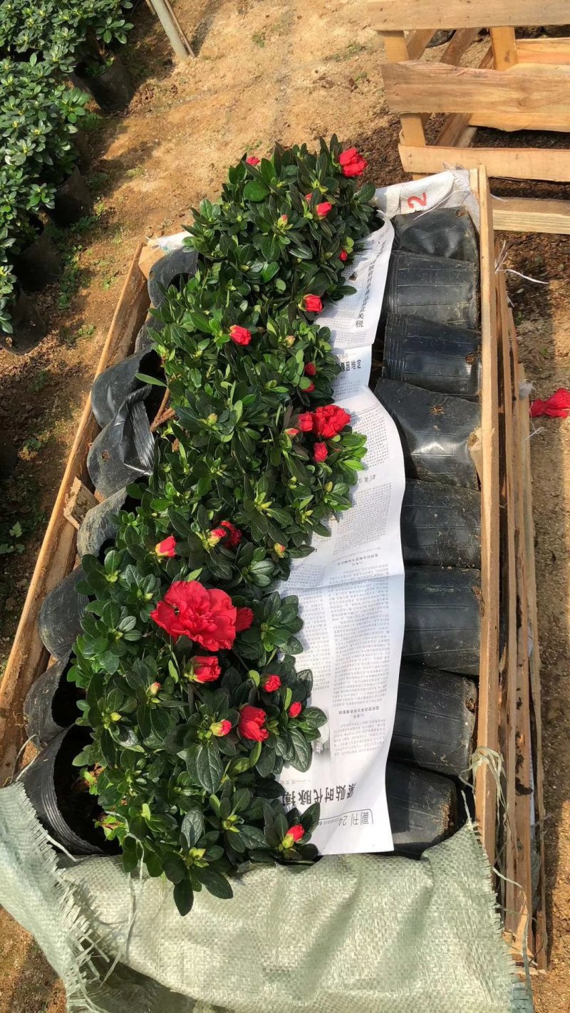 产地直销批发玫红杜鹃花小盆栽