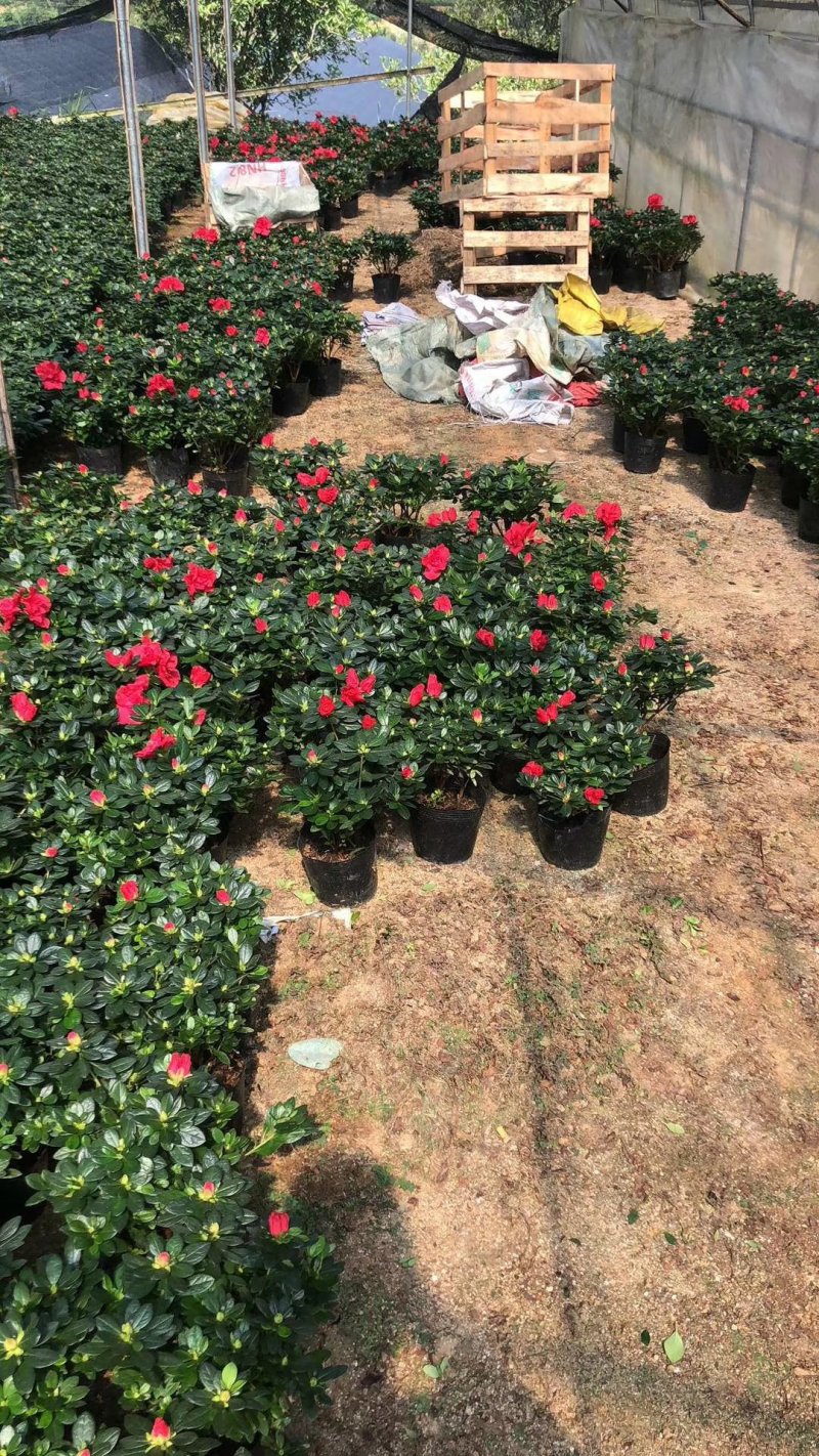 产地直销批发玫红杜鹃花小盆栽