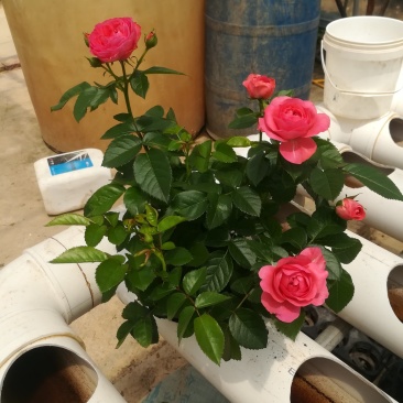 玫瑰月季花苗微型玫瑰小盆花