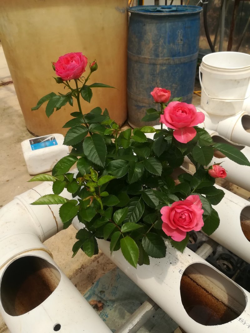 玫瑰月季花苗微型玫瑰小盆花