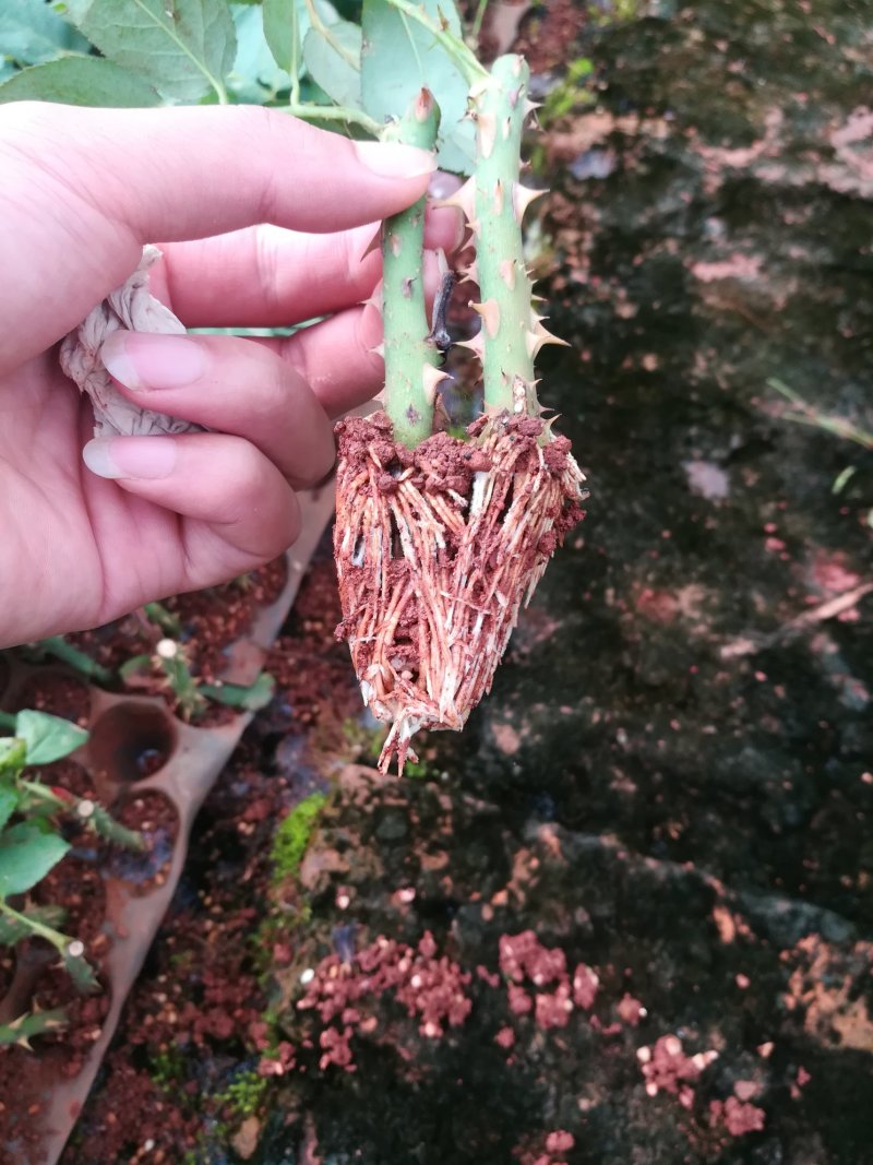 玫瑰月季花苗微型玫瑰小盆花