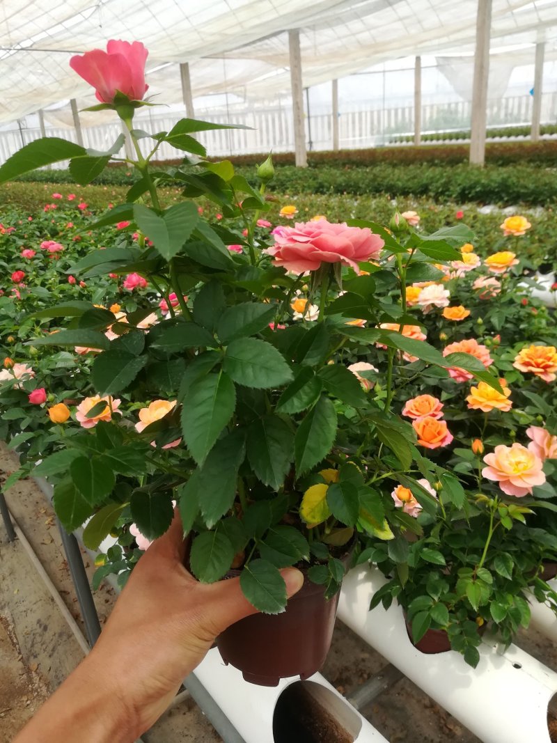 玫瑰月季花苗微型玫瑰小盆花