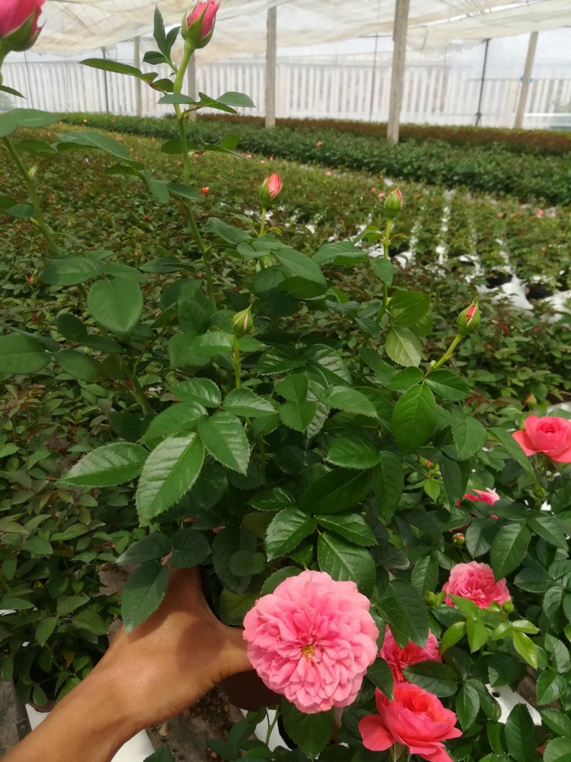 玫瑰月季花苗微型玫瑰小盆花