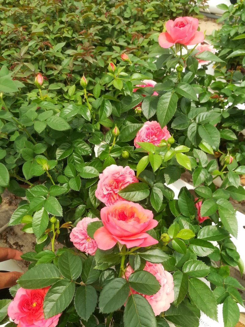 玫瑰月季花苗微型玫瑰小盆花