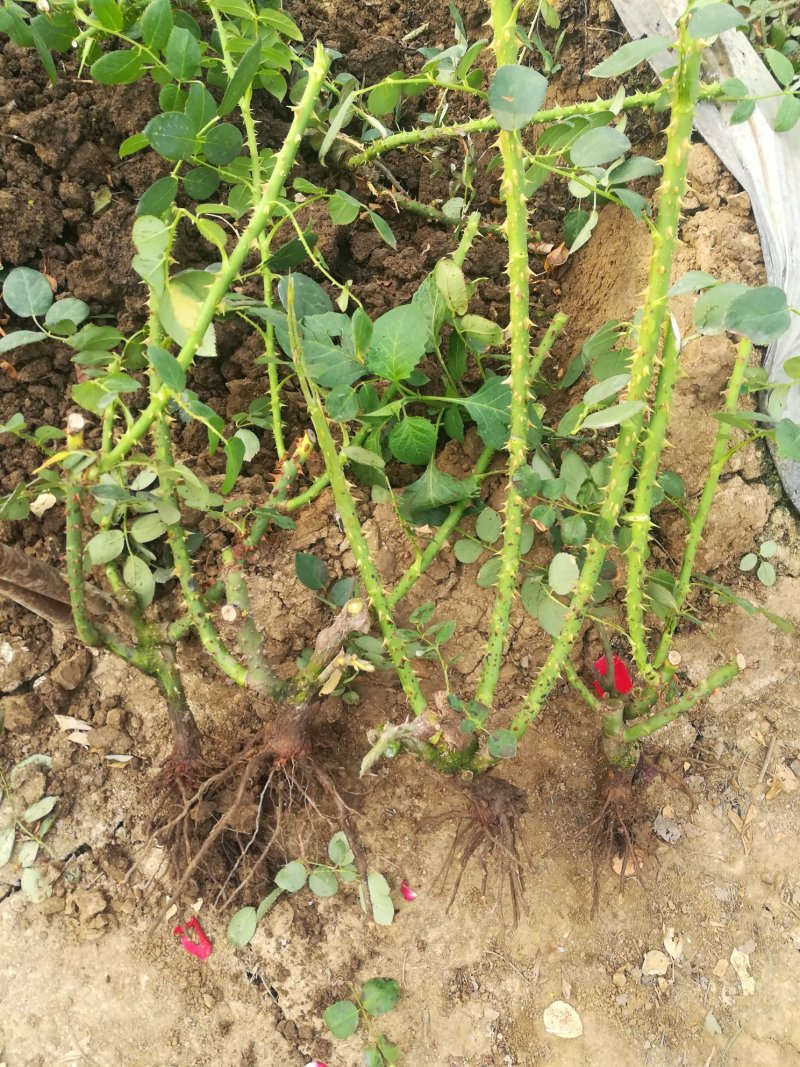 玫瑰月季花苗微型玫瑰小盆花