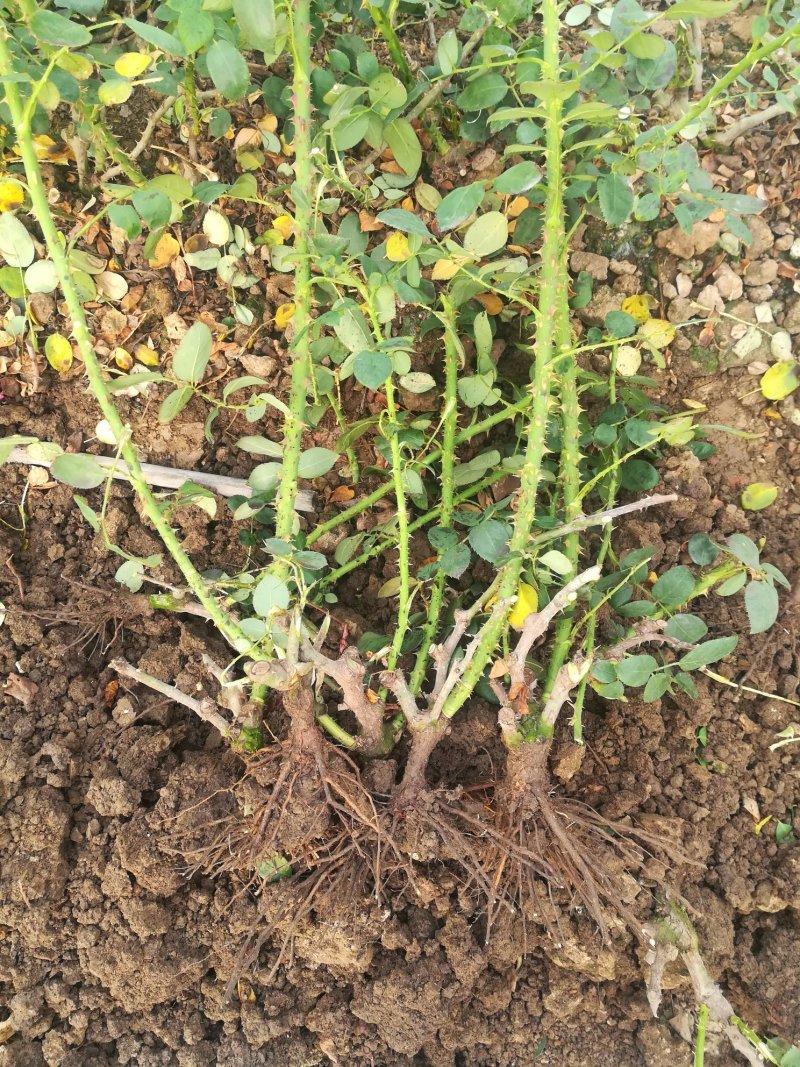 玫瑰月季花苗微型玫瑰小盆花
