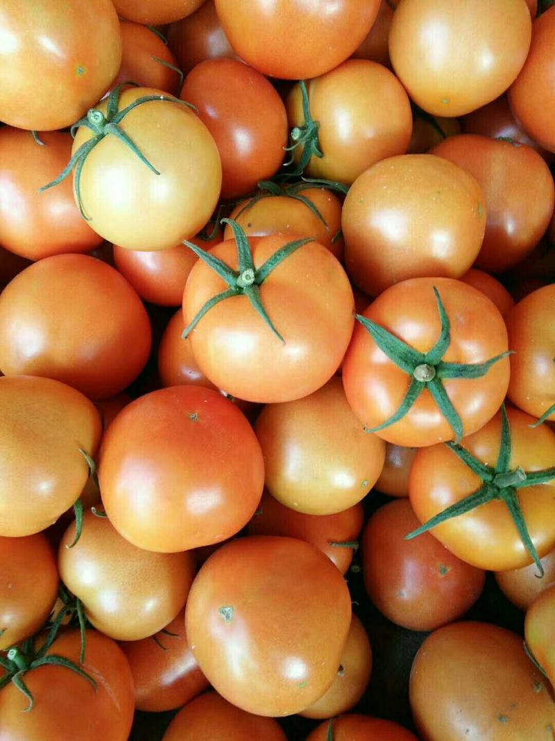 齐达利西红柿弧三以上大红通货