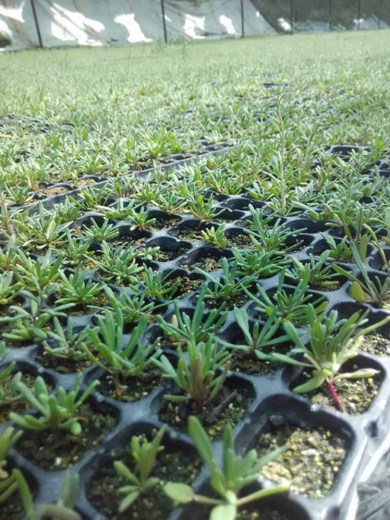 2年生黑枸杞树苗全国包邮