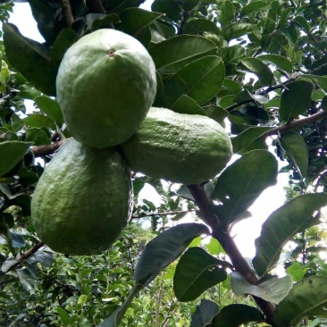 农户自种香橼生态可打片可当水果食用