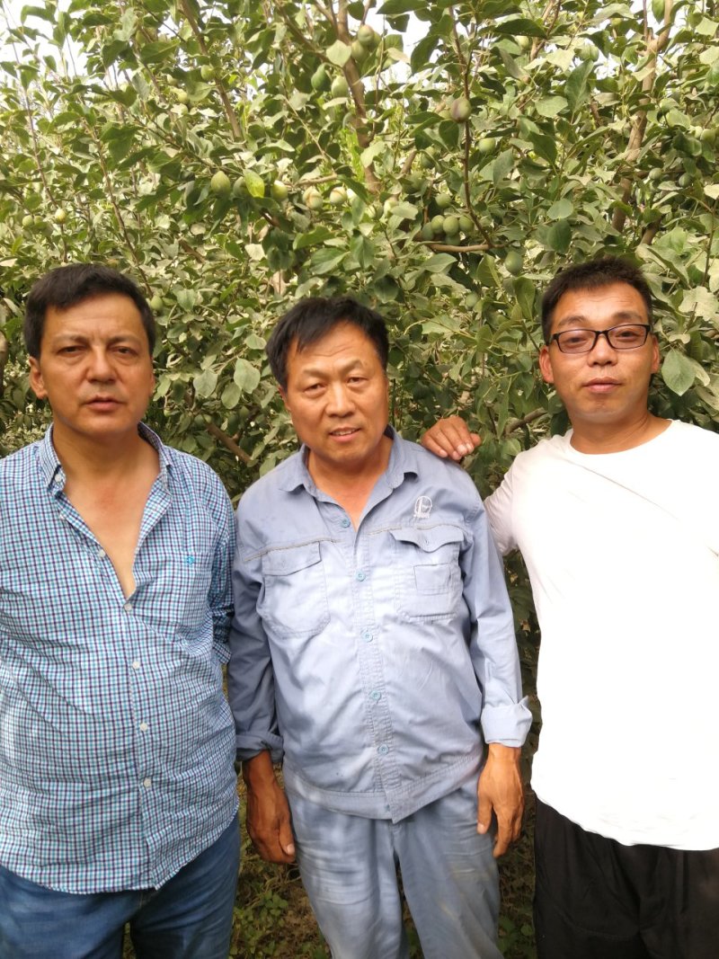 纯种法兰西梅苗，西疆喀什种穗，一年生，二年生，三年生苗现