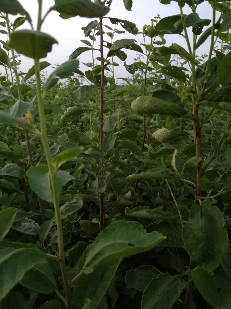 纯种法兰西梅苗，西疆喀什种穗，一年生，二年生，三年生苗现