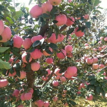 红星苹果膜袋，纸袋金帅苹果大量。价格以质伦价，面对面谈价