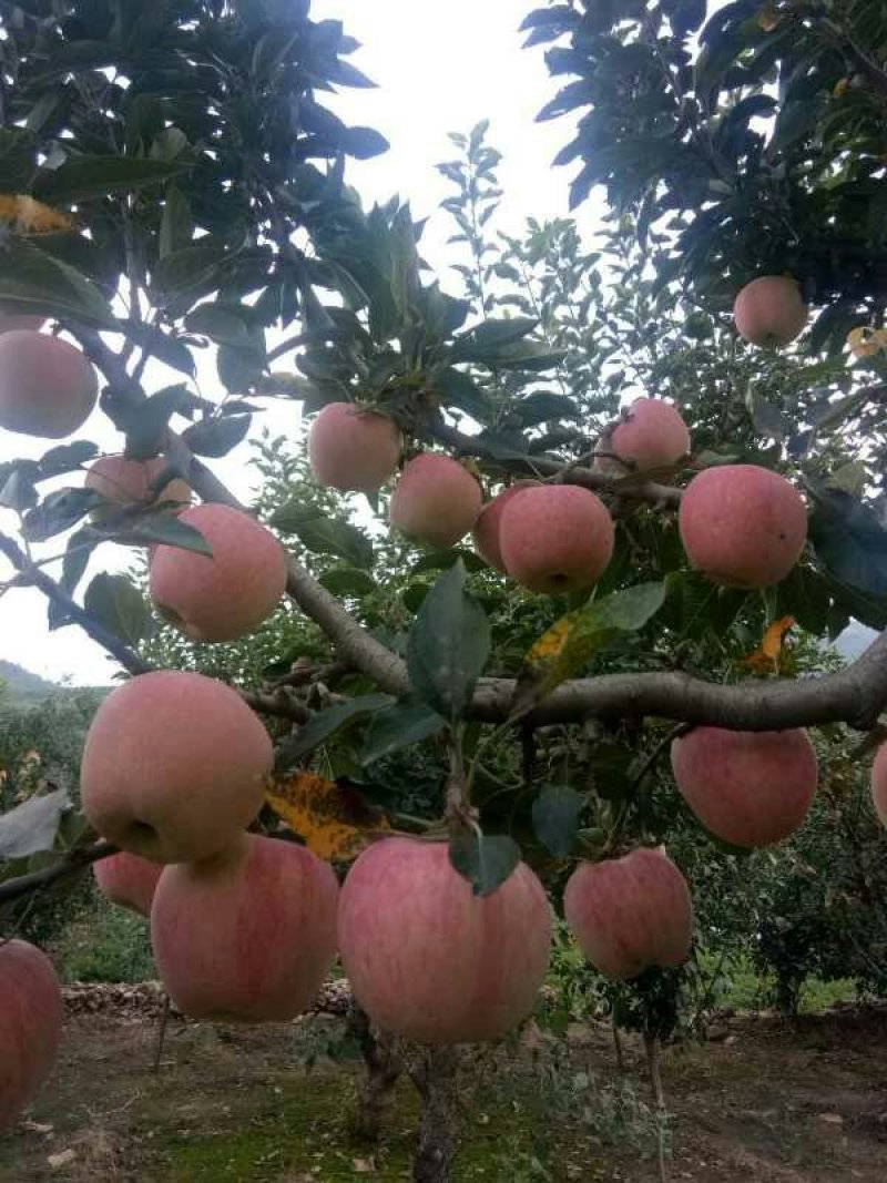 红星苹果膜袋，纸袋金帅苹果大量。价格以质伦价，面对面谈价