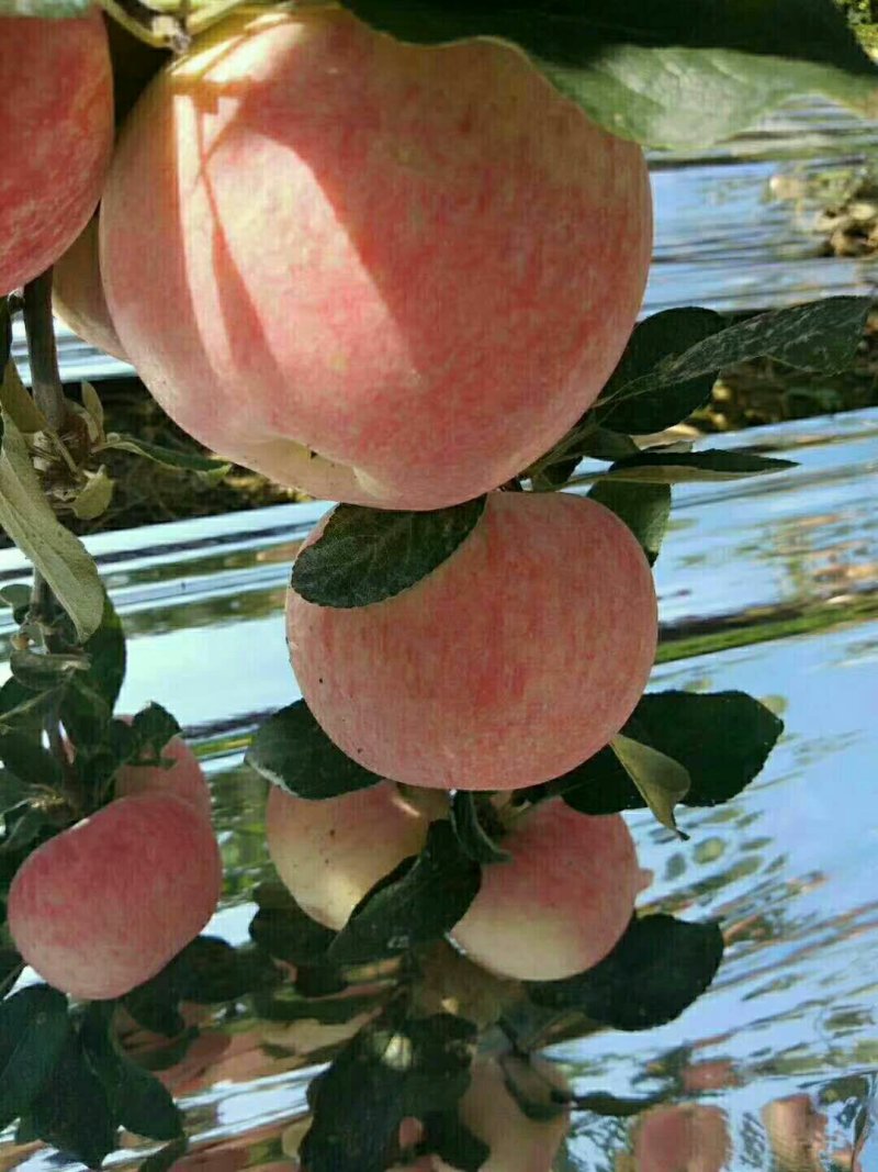 红星苹果膜袋，纸袋金帅苹果大量。价格以质伦价，面对面谈价