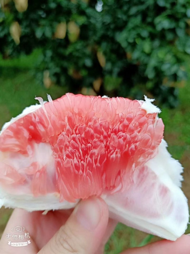 平和琯溪蜜柚