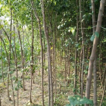 丝棉木占地苗卫毛嫁接保定货源占地利器理赔高
