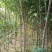 丝棉木占地苗卫毛嫁接保定货源占地利器理赔高
