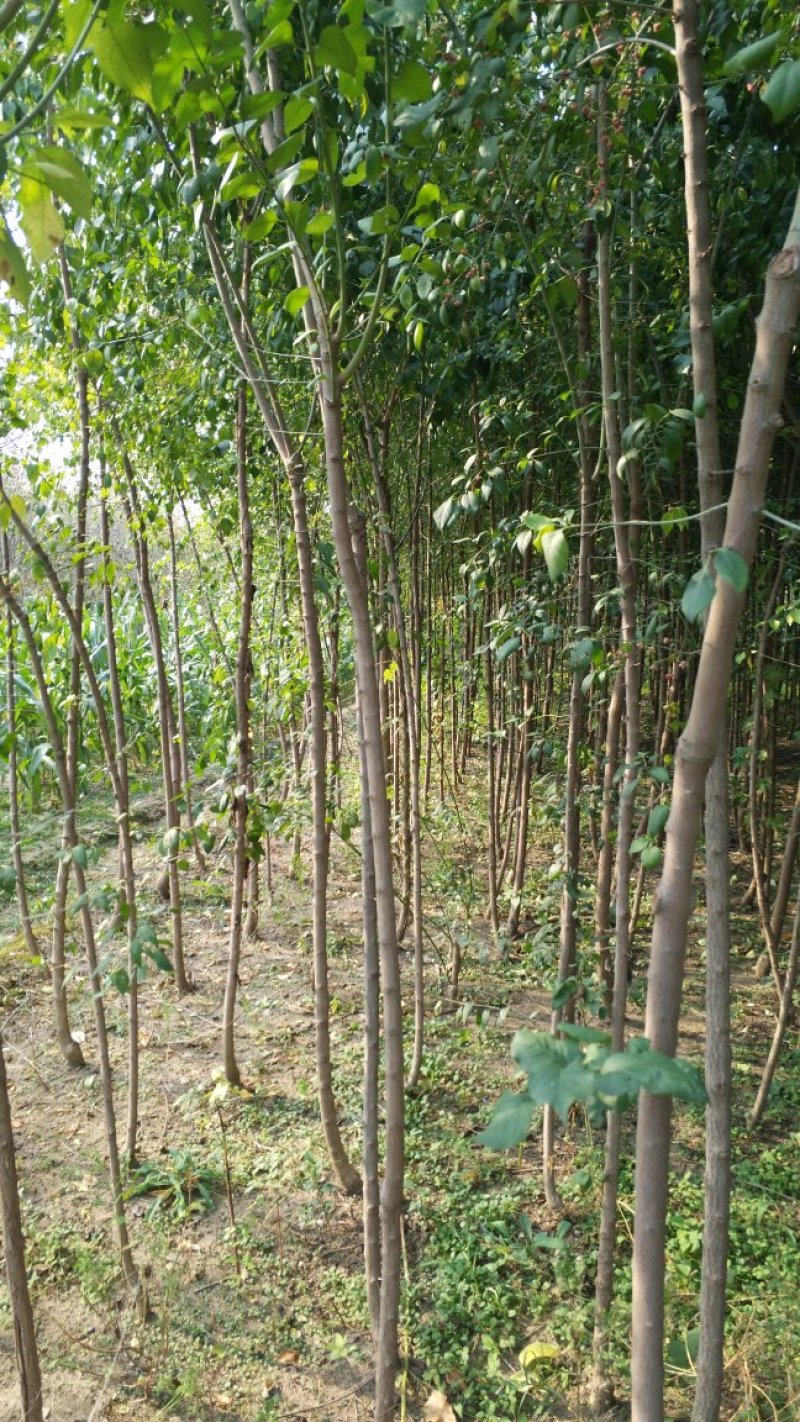 丝棉木占地苗卫毛嫁接保定货源占地利器理赔高