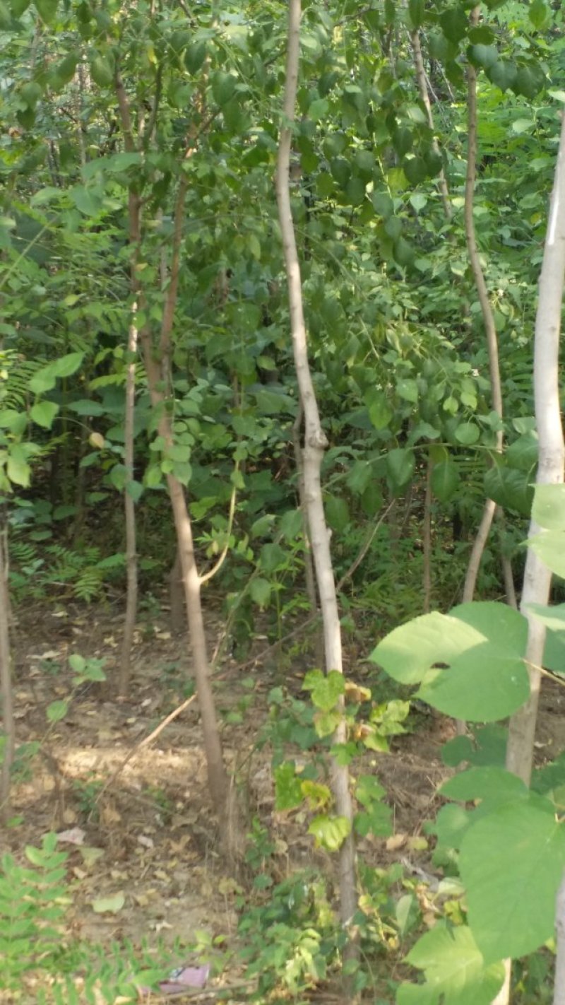 丝棉木占地苗卫毛嫁接保定货源占地利器理赔高