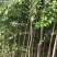 丝棉木占地苗卫毛嫁接保定货源占地利器理赔高