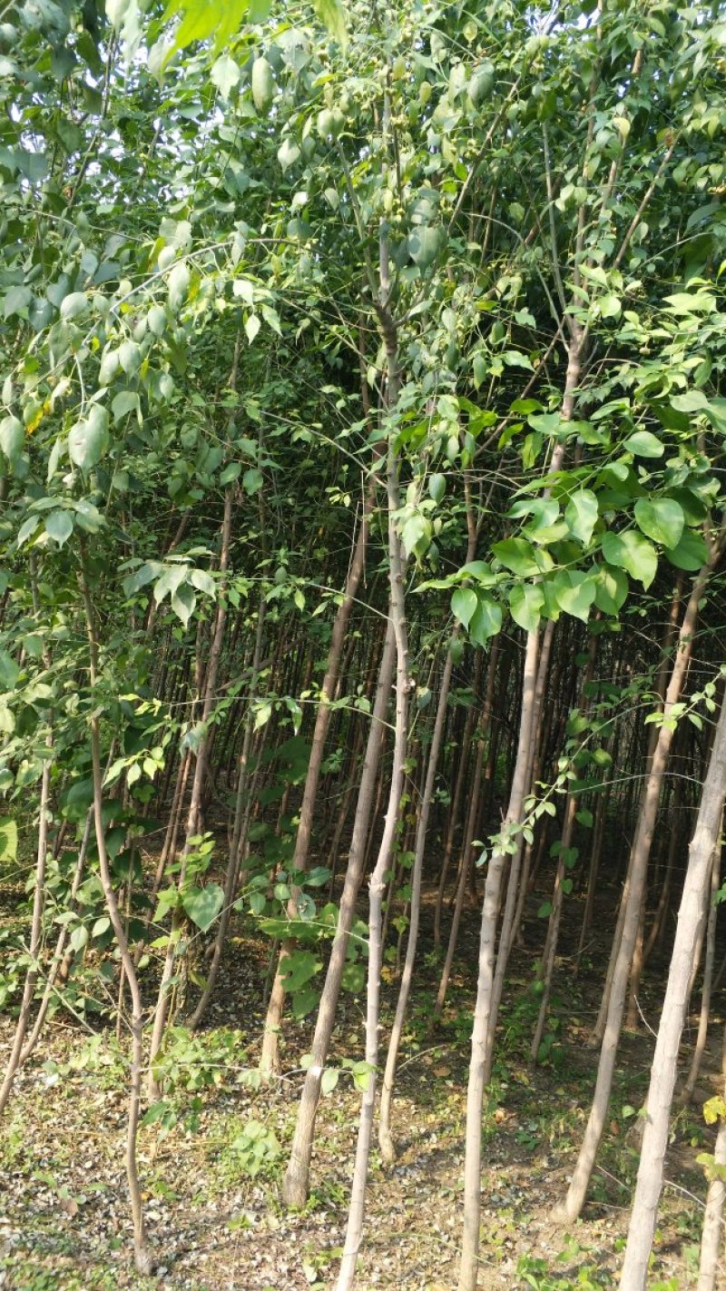 丝棉木占地苗卫毛嫁接保定货源占地利器理赔高