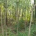 丝棉木占地苗卫毛嫁接保定货源占地利器理赔高