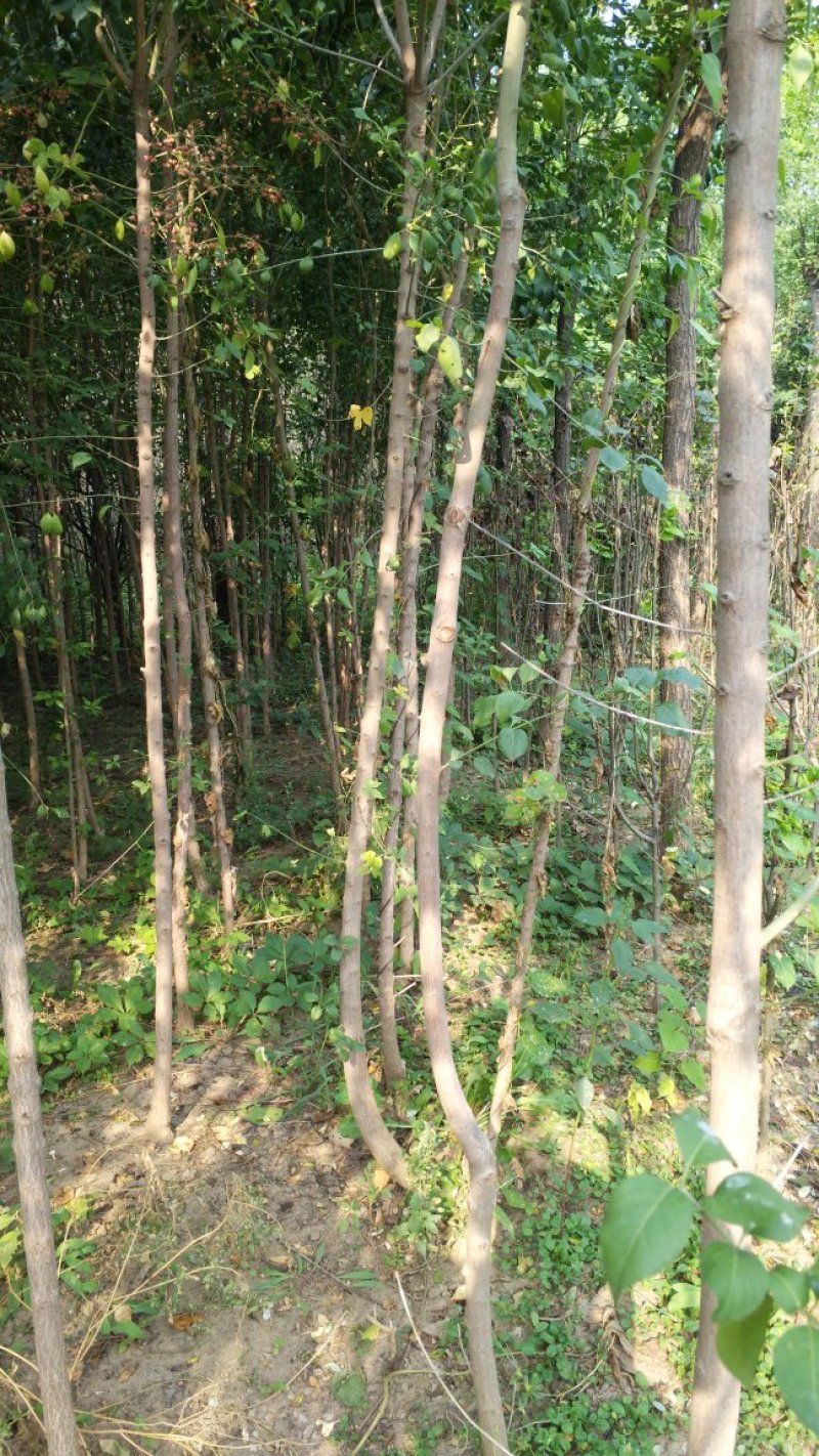 丝棉木占地苗卫毛嫁接保定货源占地利器理赔高