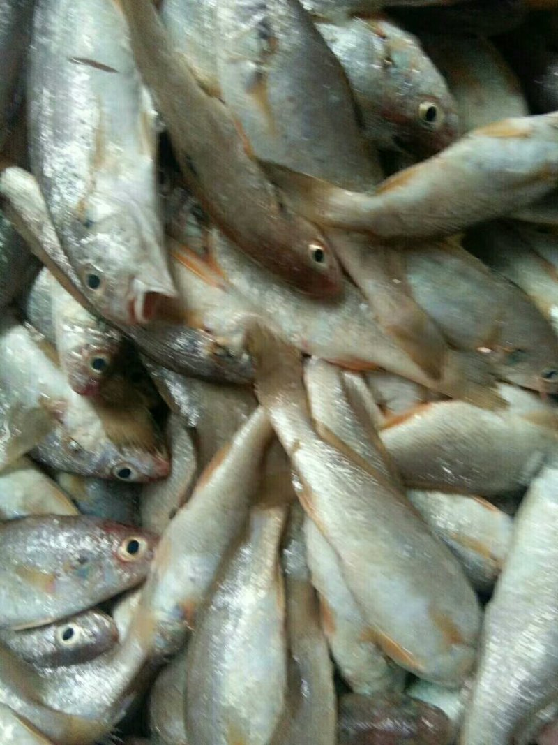 龙头鱼