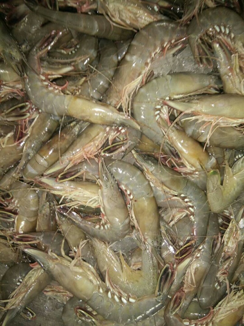 龙头鱼