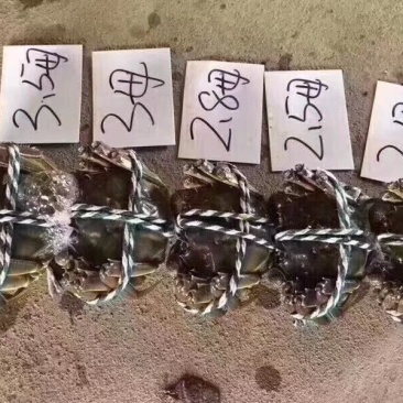 河蟹大量上市
