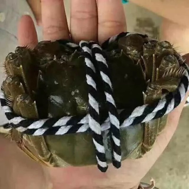 河蟹大量上市