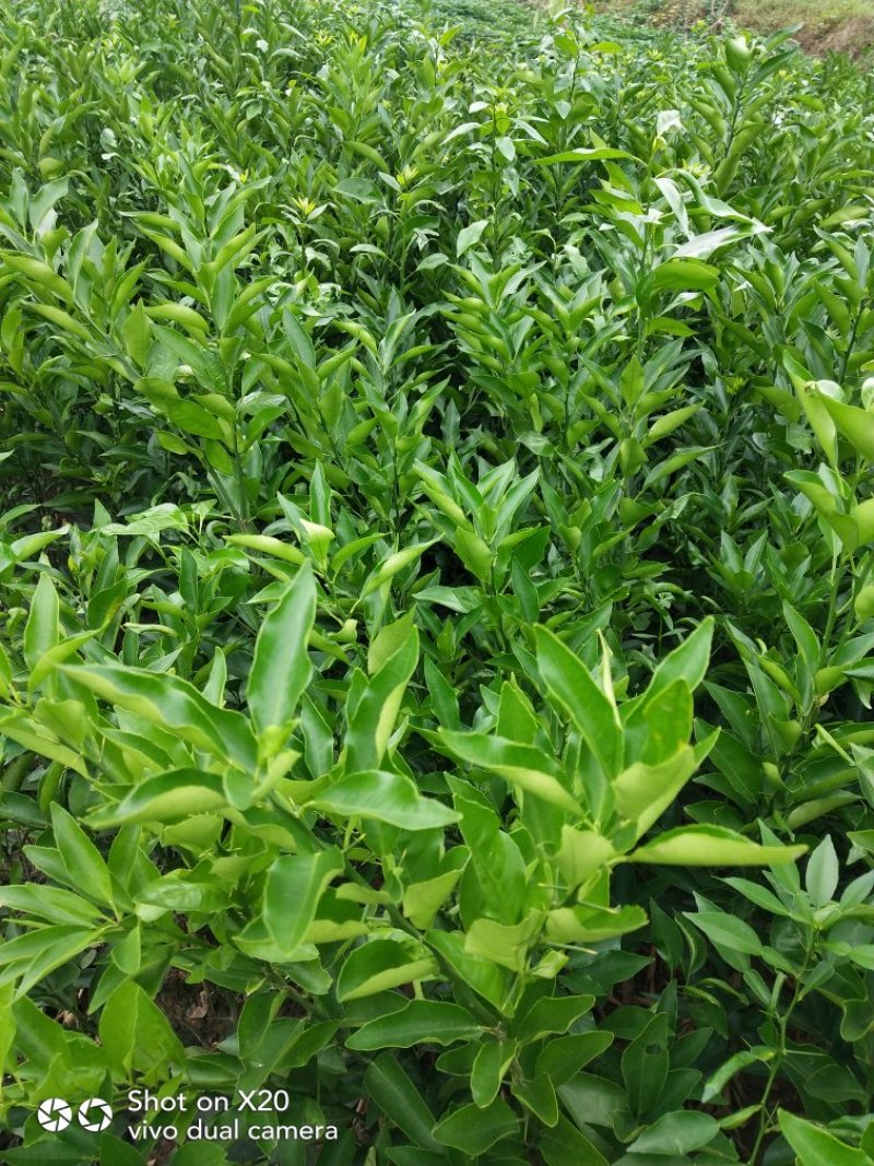 四川简阳沃柑苗技术支持量大价优