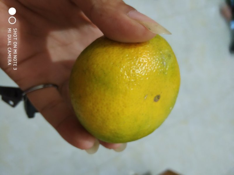 特早蜜橘柑橘坡地现货质量好诚信代办