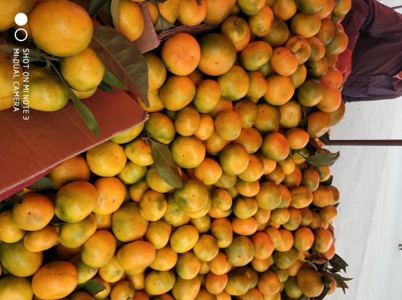 特早蜜橘柑橘坡地现货质量好诚信代办