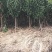 蜂糖李子苗技术支持