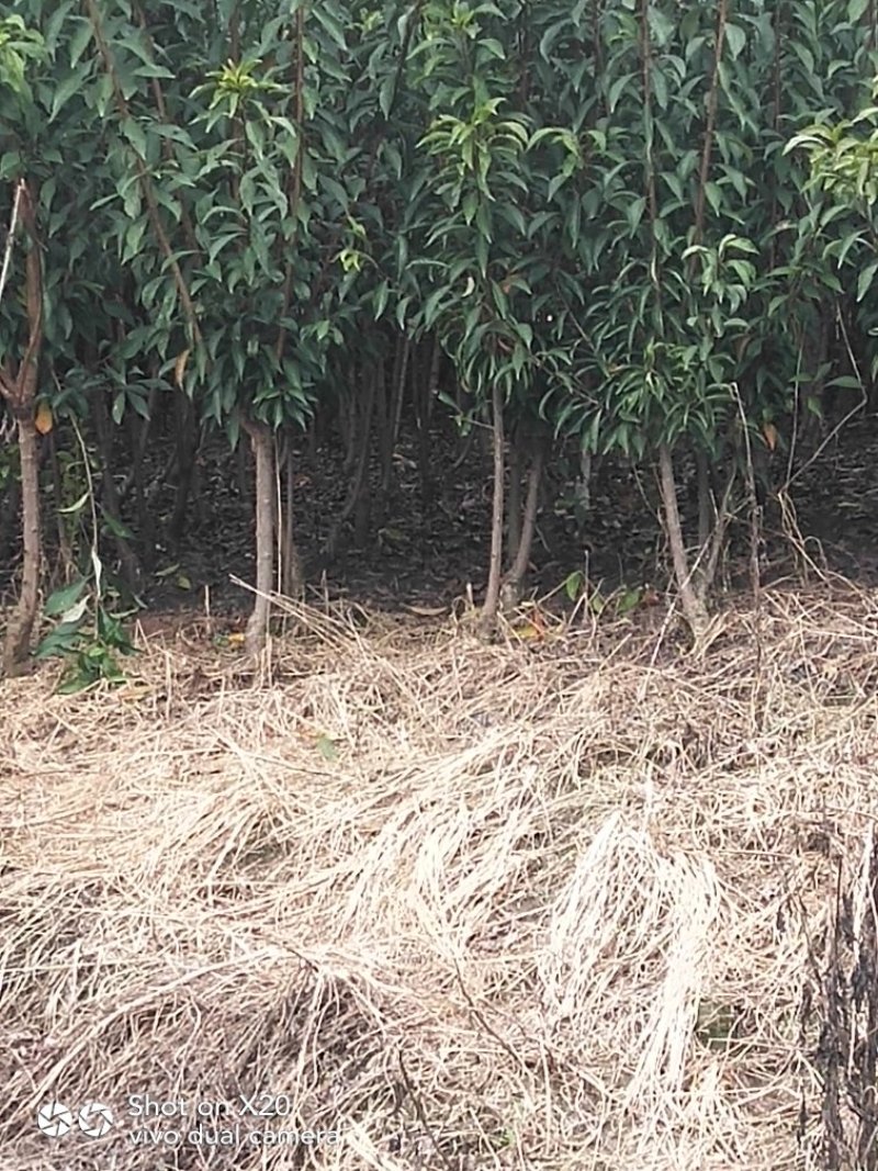 蜂糖李子苗技术支持