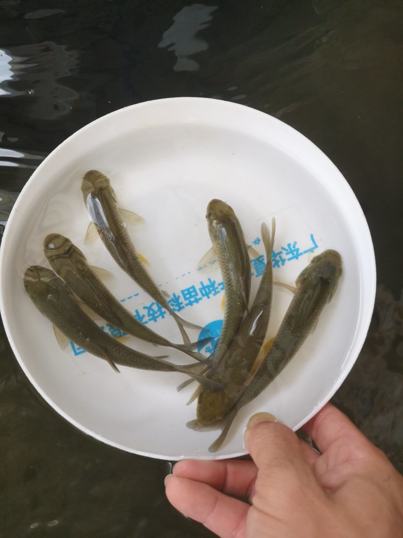 草鱼苗
