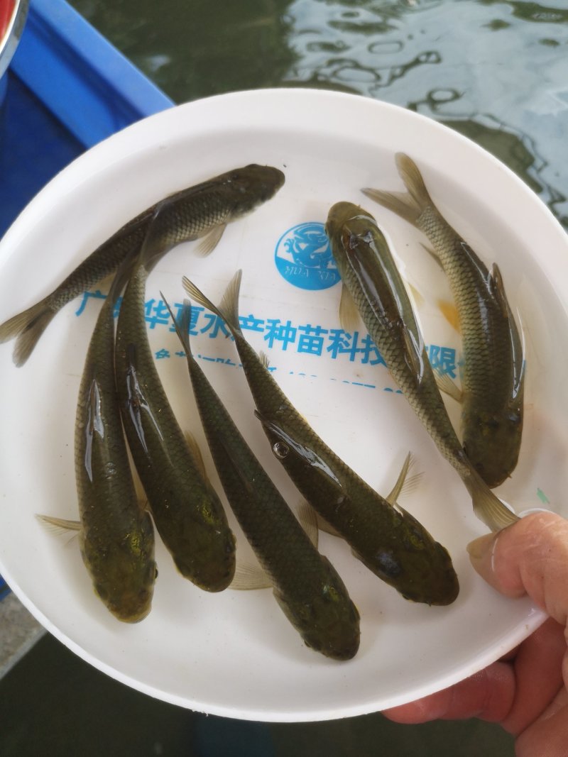 草鱼苗