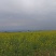 菜籽油