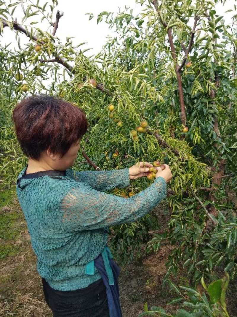沾化冬枣大量上市了