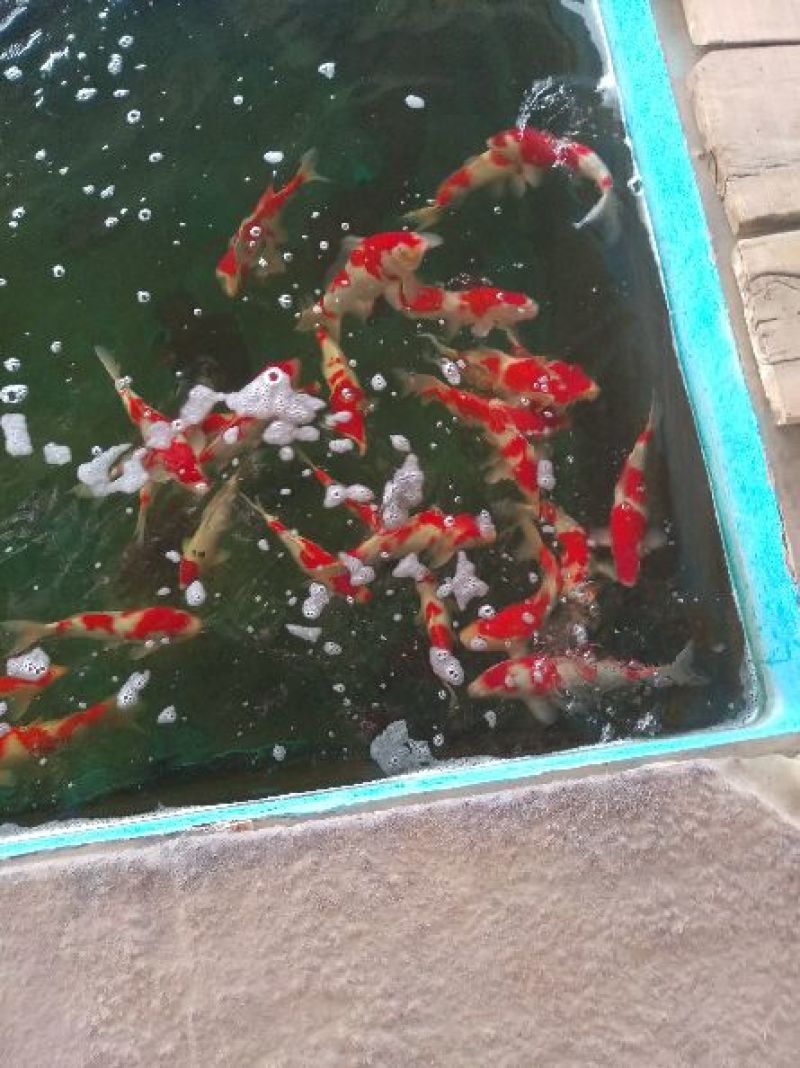 七年锦鲤养殖场