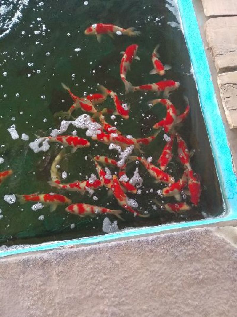 七年锦鲤养殖场