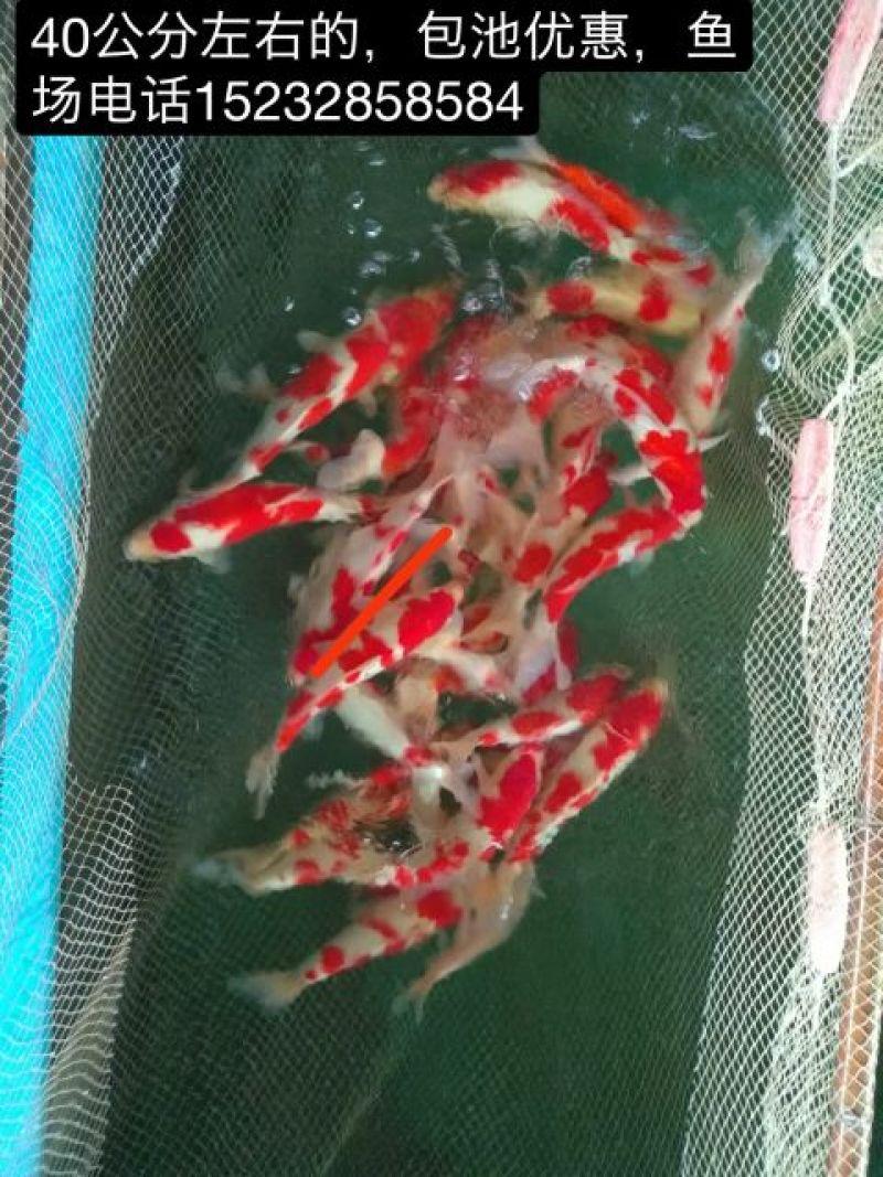 锦鲤一斤左右包池优惠