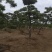 黑松造型，树桩等各类造型观赏树