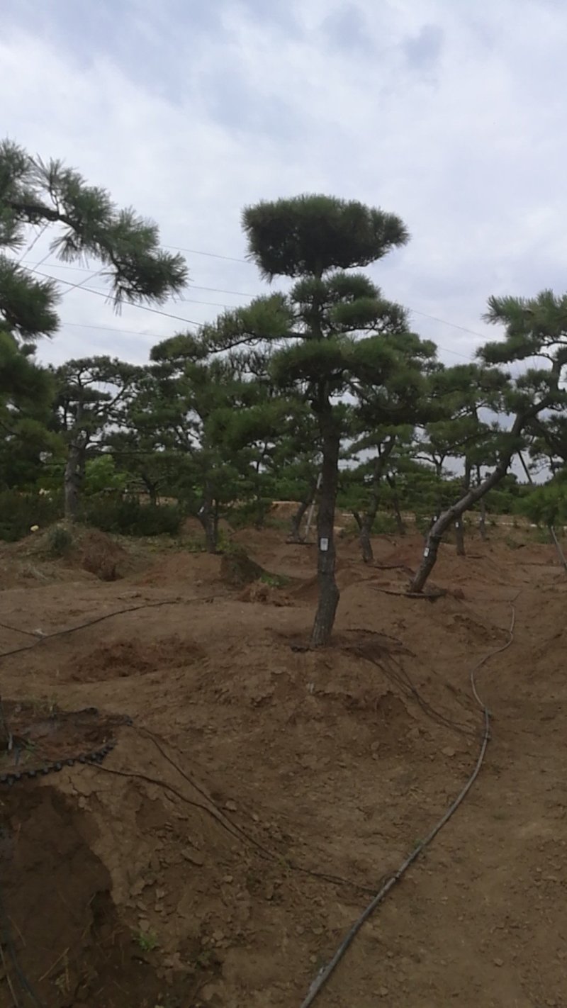 黑松造型，树桩等各类造型观赏树
