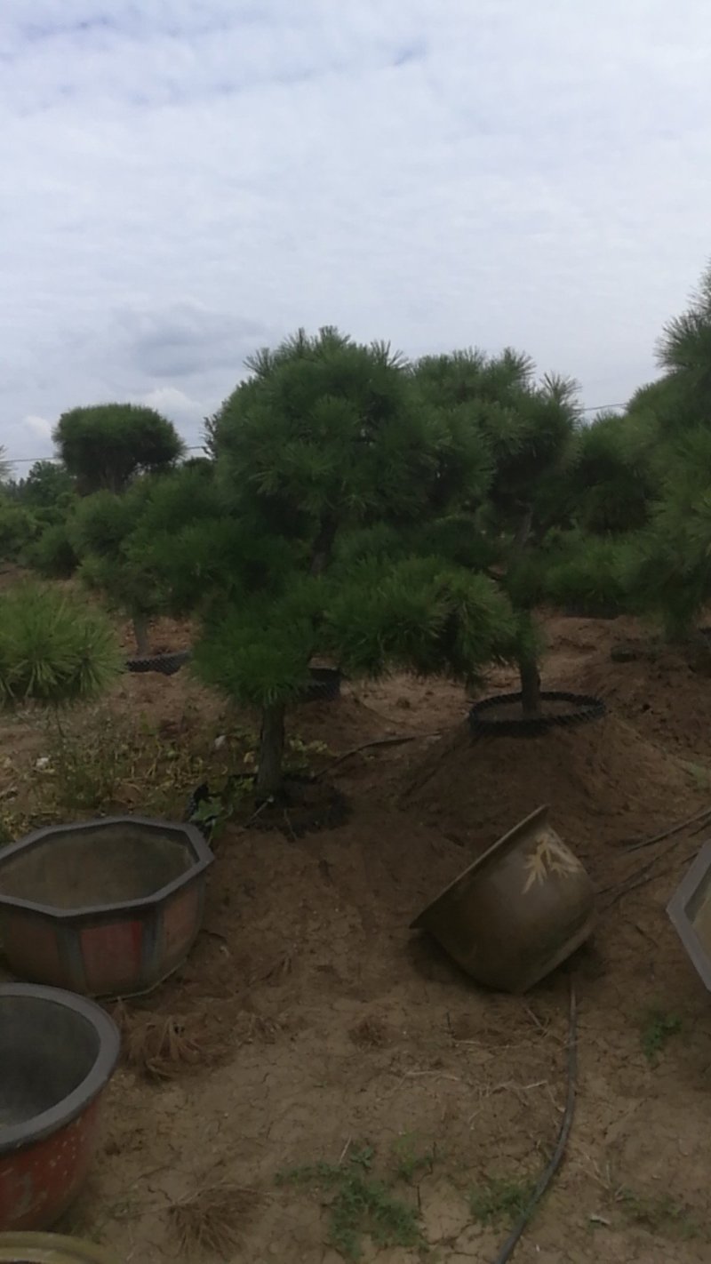 黑松造型，树桩等各类造型观赏树