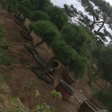 黑松造型，树桩等各类造型观赏树